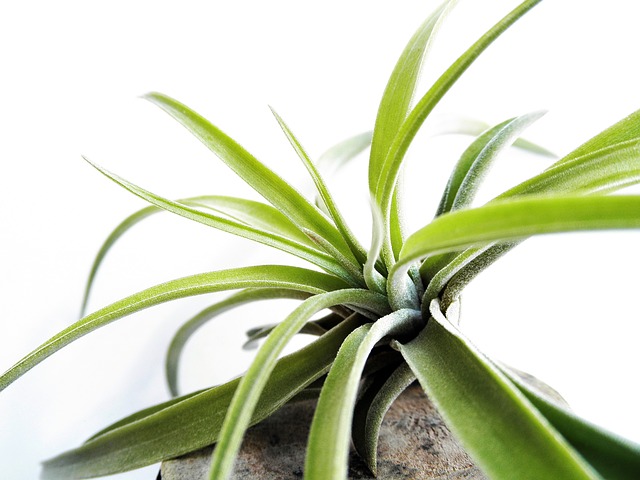 tillandsia