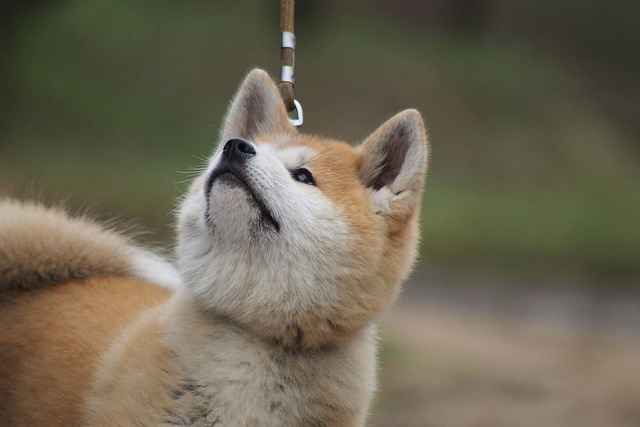 Akita inu je velmi roztomilá. 